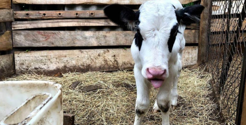 vaca vaca