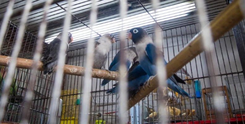 Prohíben venta de animales Prohíben venta de animales