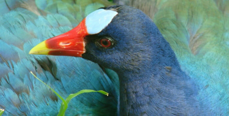 Tingua Azul y aves migratorias Tingua Azul y aves migratorias