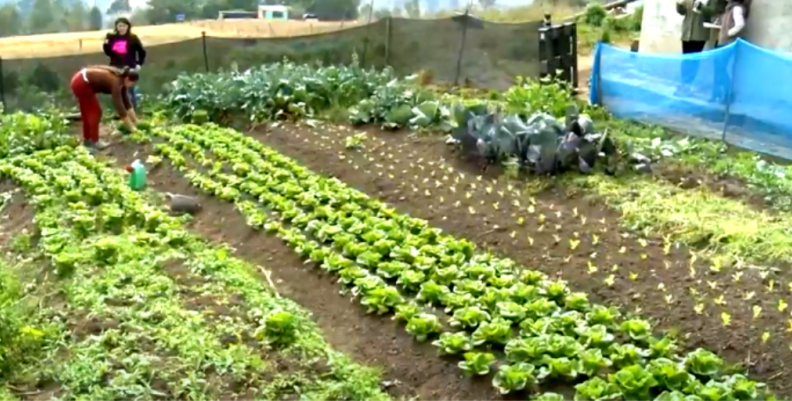 Agricultura en Colombia Agricultura en Colombia