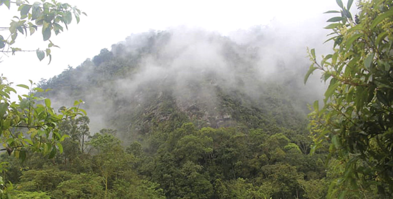 Estudio sobre orquídeas ayudó a salvar de explotación al cerro Pico de Plata Estudio sobre orquídeas ayudó a salvar de explotación al cerro Pico de Plata