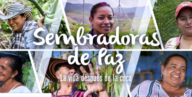 Sustitución de cultivos Sustitución de cultivos