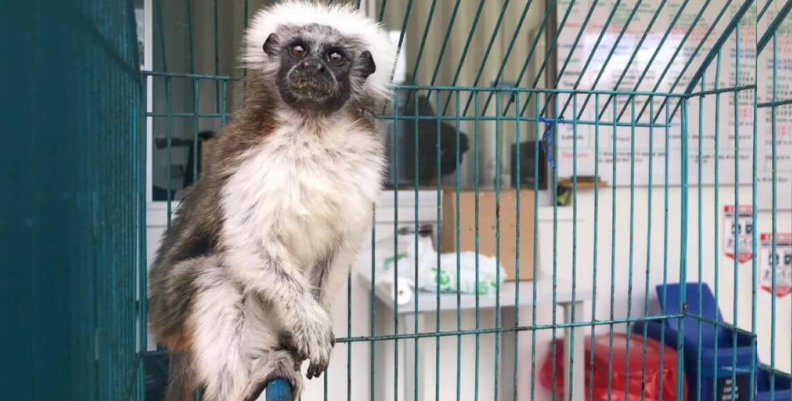 Tráfico de Animales Silvestres