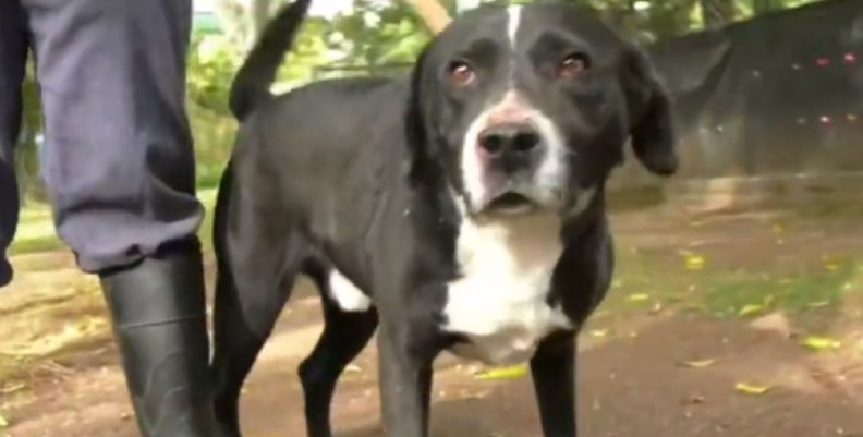 Adopción de animales en condición especial. Adopción de animales en condición especial.