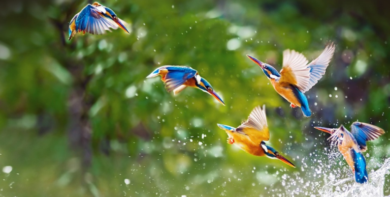 aves. aves.