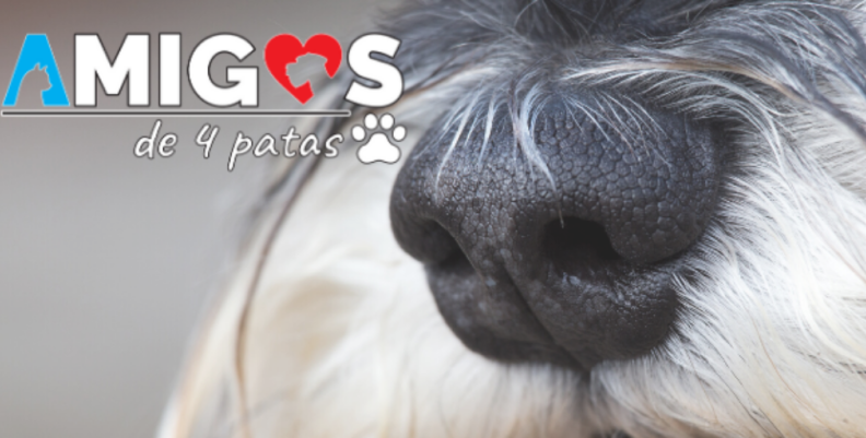 Amigos de cuatro patas. Amigos de cuatro patas.