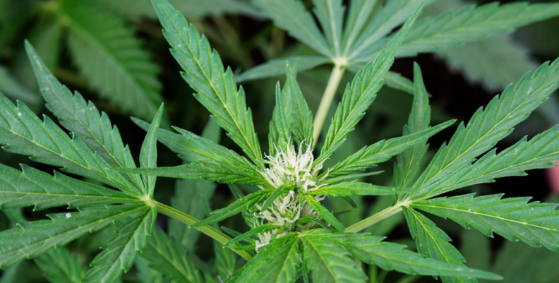 cannabis medicinal. cannabis medicinal.