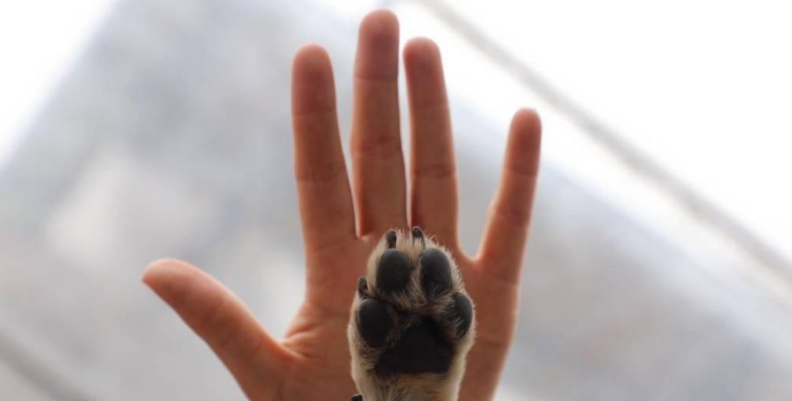 Perro Perro