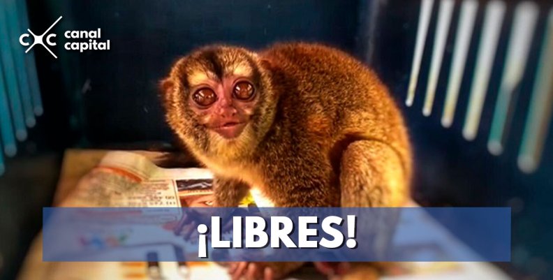Más de 2.000 animales fueron recuperados en Bogotá durante el 2018 Más de 2.000 animales fueron recuperados en Bogotá durante el 2018