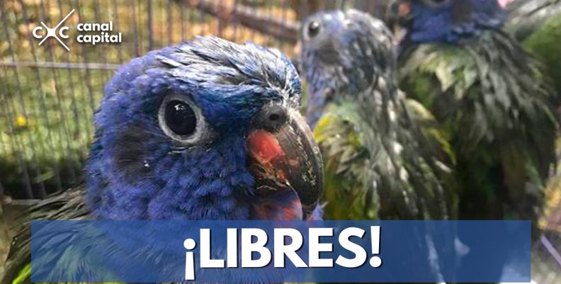 Secretaría de Ambiente libera aves en su hábitat natural Secretaría de Ambiente libera aves en su hábitat natural