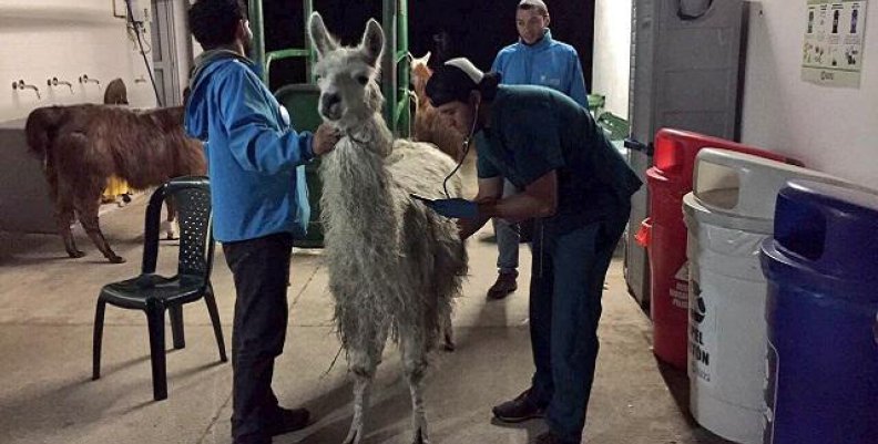 llamas_rescatadas llamas_rescatadas