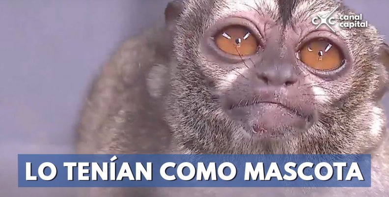 rescatan-mico-nocturno rescatan-mico-nocturno