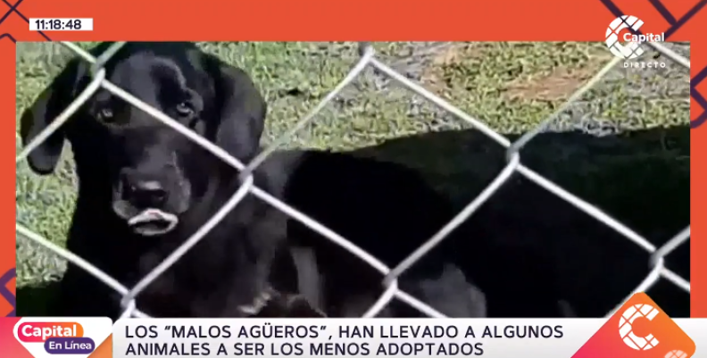 perrita negra perrita negra