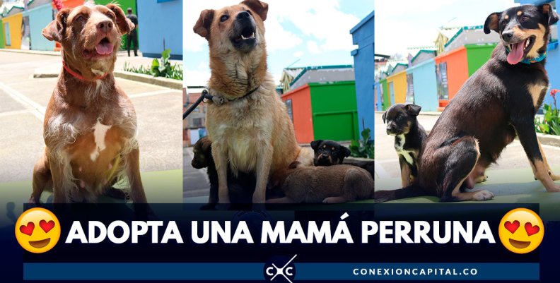 adopte-mama-perruna adopte-mama-perruna