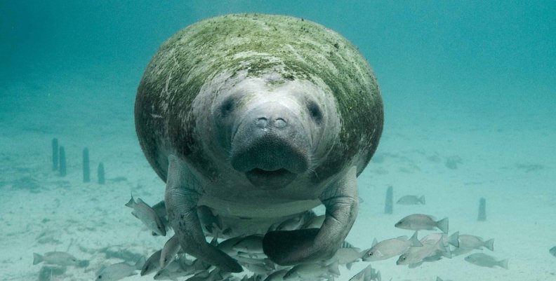 manatee-387193_960_720 manatee-387193_960_720