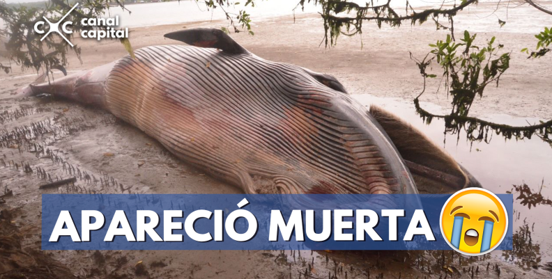 muerta (2) muerta (2)