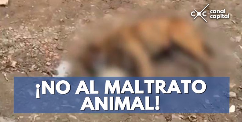 maltrato-animal maltrato-animal