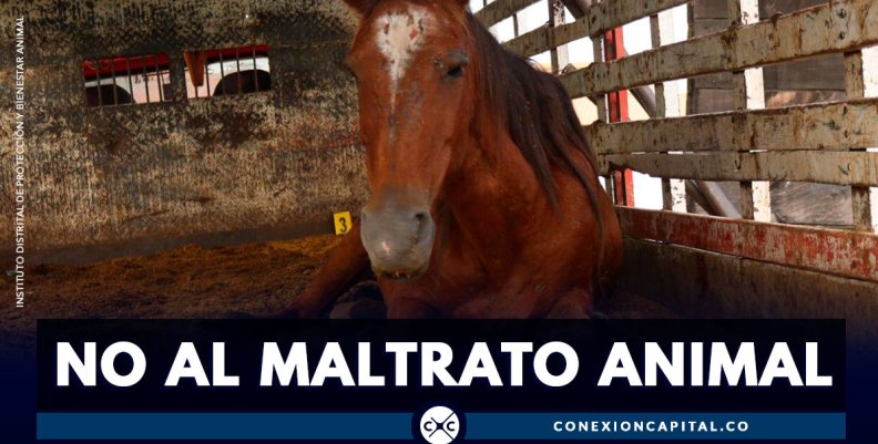 Rescatan 23 caballos maltratados en Bogotá Rescatan 23 caballos maltratados en Bogotá