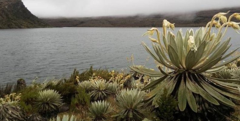 Zonas PDET Páramo con cuerpos de agua, rodeado de frailejones
