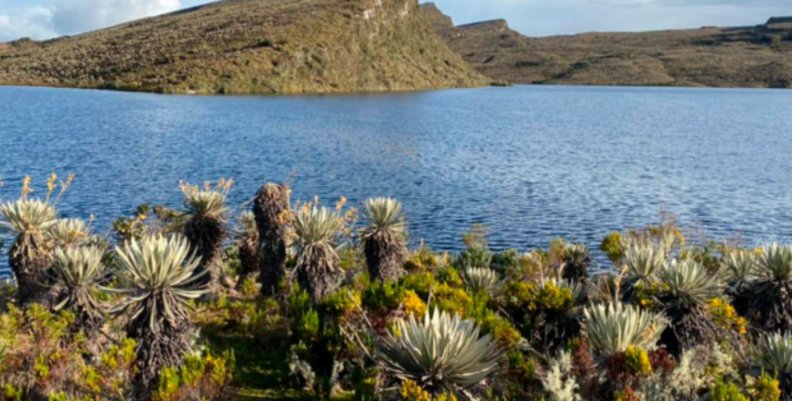 Laguna rodeada de frailejones y montañas