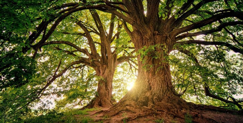 Árbol Dos árboles bañados por la luz del sol