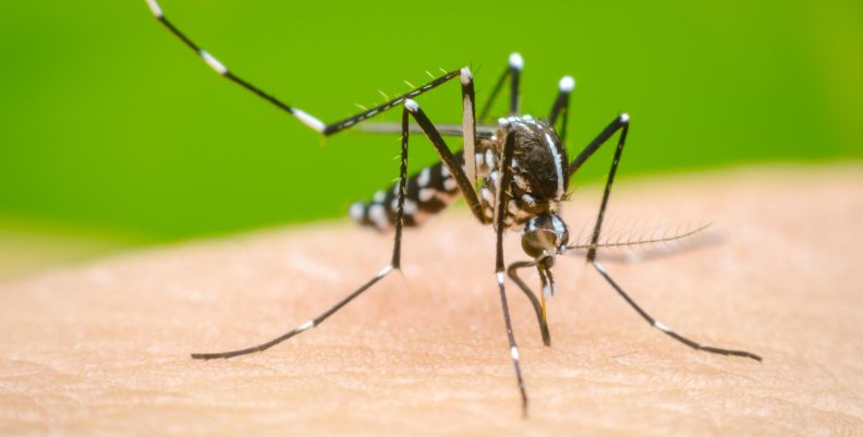 Día Internacional de la lucha contra el dengue Mosquito