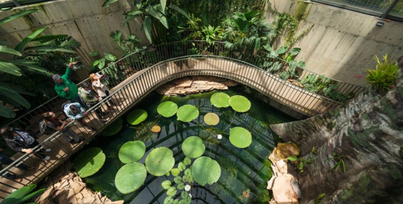 Audiencias Capital Lago verde con nenúfares encima