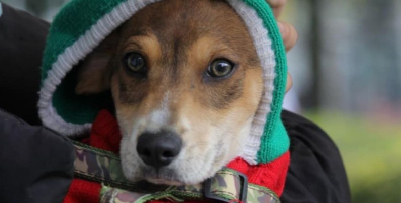 Jornadas de esterilización Perro en los brazos de su dueño