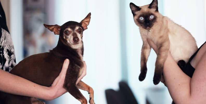 Perros y gatos Un perro y un gato mirando fijamente a la cámara