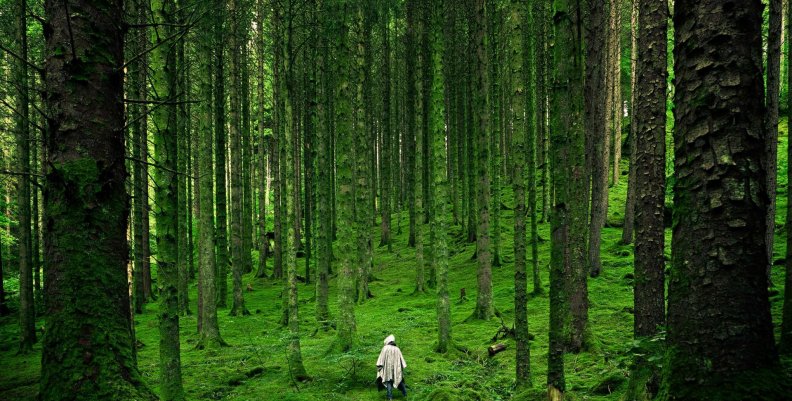 Sonidos de la naturaleza Sonidos de la naturaleza
