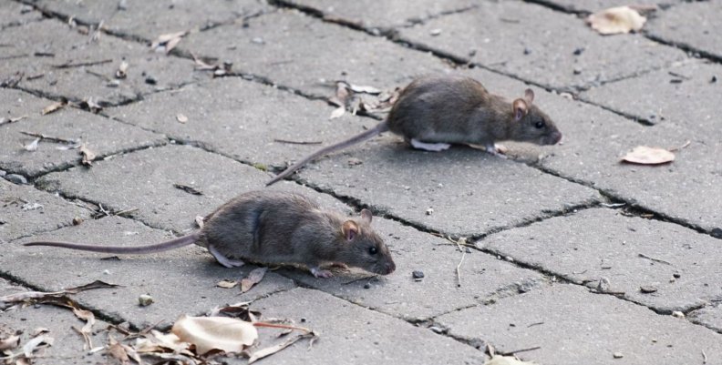 Ratones en Bogotá Ratones en Bogotá