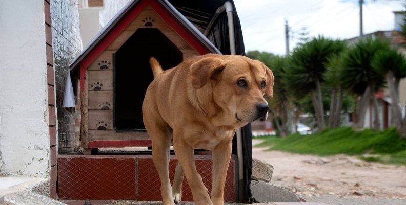 Perros Perro saliendo de una casa pequeña