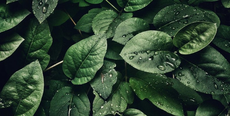 Plantas Plantas