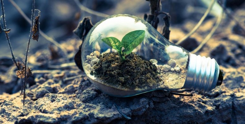Bombillo Un bombillo con una planta sembrada en su interior