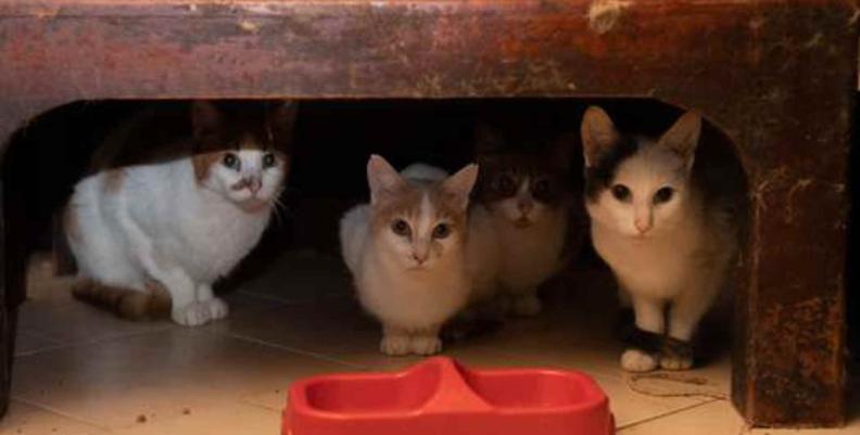 Imagen: Alcaldía de Bogotá Tres gatos en adopción debajo de una silla