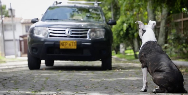 Perros atropellados en Bogotá. Perros atropellados en Bogotá.