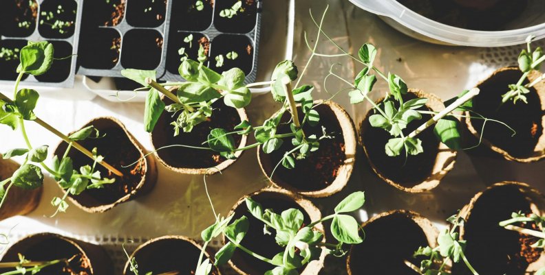 Plantas Plantas sembradas encima de una mesa