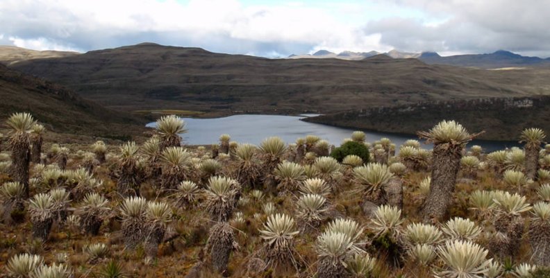 En Bogotá hay garantía de agua únicamente hasta 2040 Foto: CAR Páramo de Sumapaz