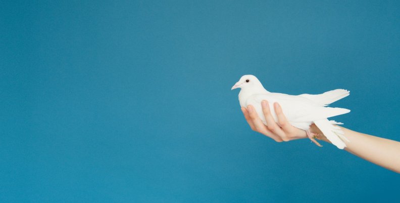 Paz Imagen de una paloma blanca como símbolo de la paz