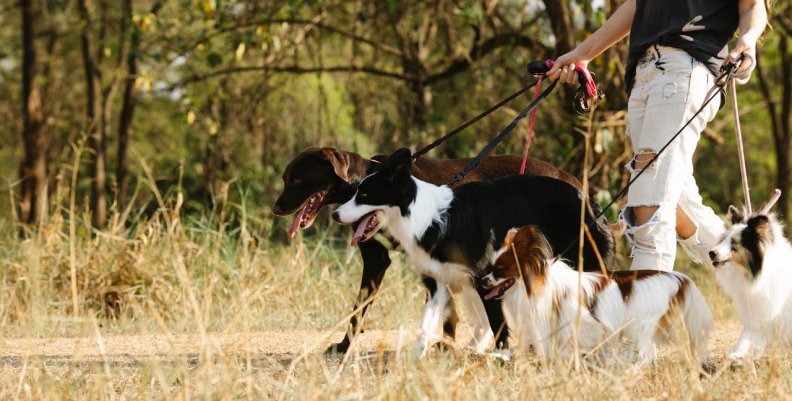 'El encantador de perros' 'El encantador de perros'