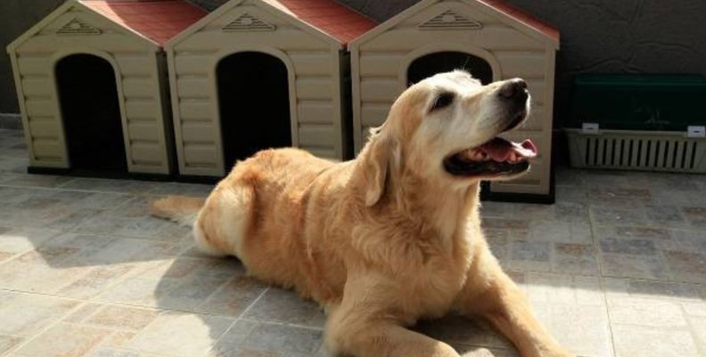 Perro Perro de color amarillo quemado recostado en el piso.