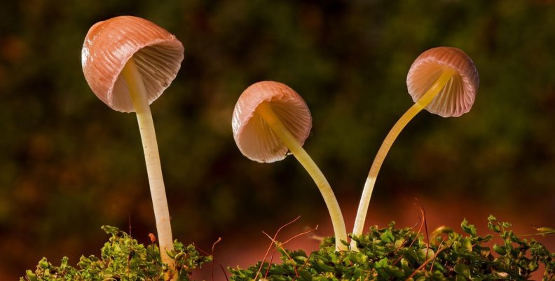 Hongos - Pixabay Hongos - Pixabay