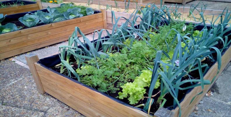 La convocatoria entregará insumos gratuitos para la creación de las huertas Huerta urbana