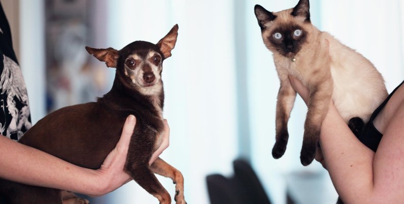 Perro y gato Perro y gato