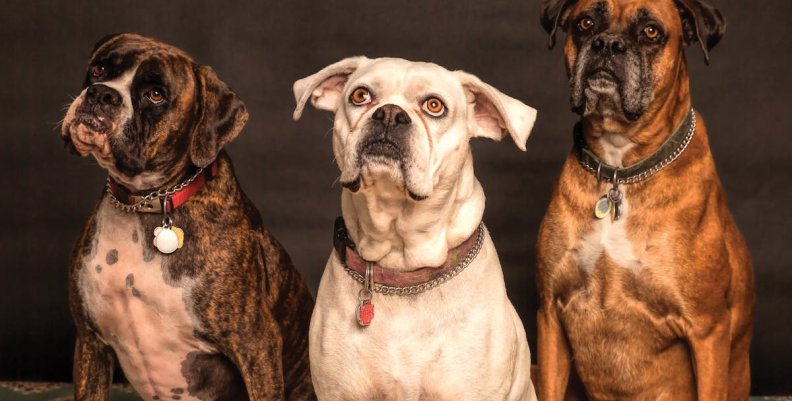Tres perros sentados, uno al lado del otro 