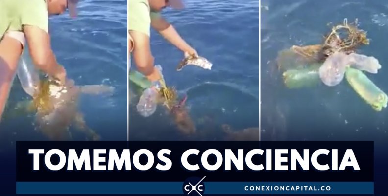 EN VIDEO: tortuga pierde aleta por culpa de la basura en el mar EN VIDEO: tortuga pierde aleta por culpa de la basura en el mar
