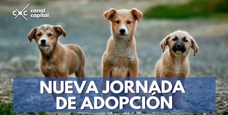 Nueva-jornada-de-adopción Nueva-jornada-de-adopción