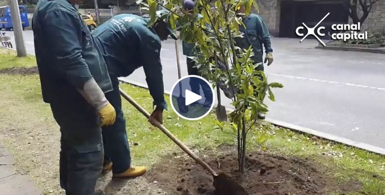 Inició plantación de árboles sobre la carrera novena Inició plantación de árboles sobre la carrera novena