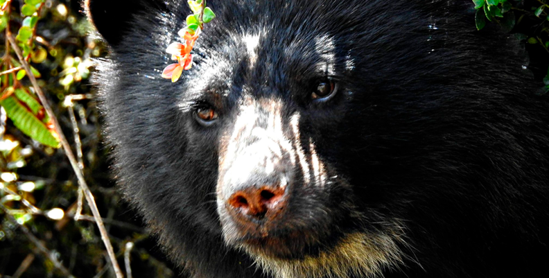 OSO DE ANTEOJOS OSO DE ANTEOJOS