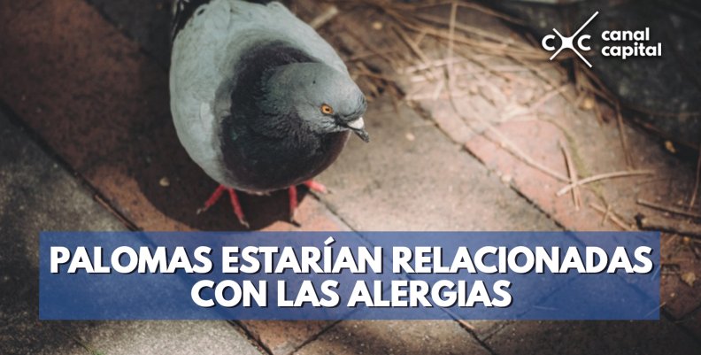 paloma-alergias paloma-alergias
